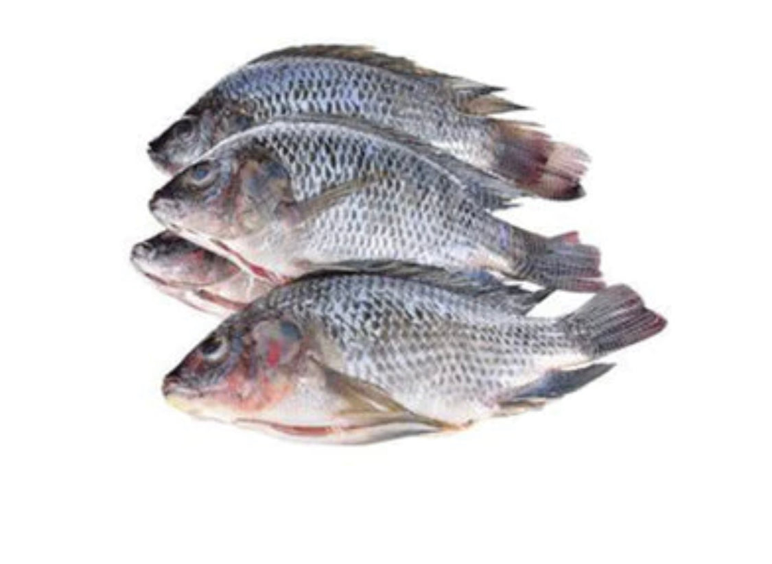 Frozen Tilapia Fish – Whole Fresh-Caught Tilapia (1 Fish) for Delicious Meals