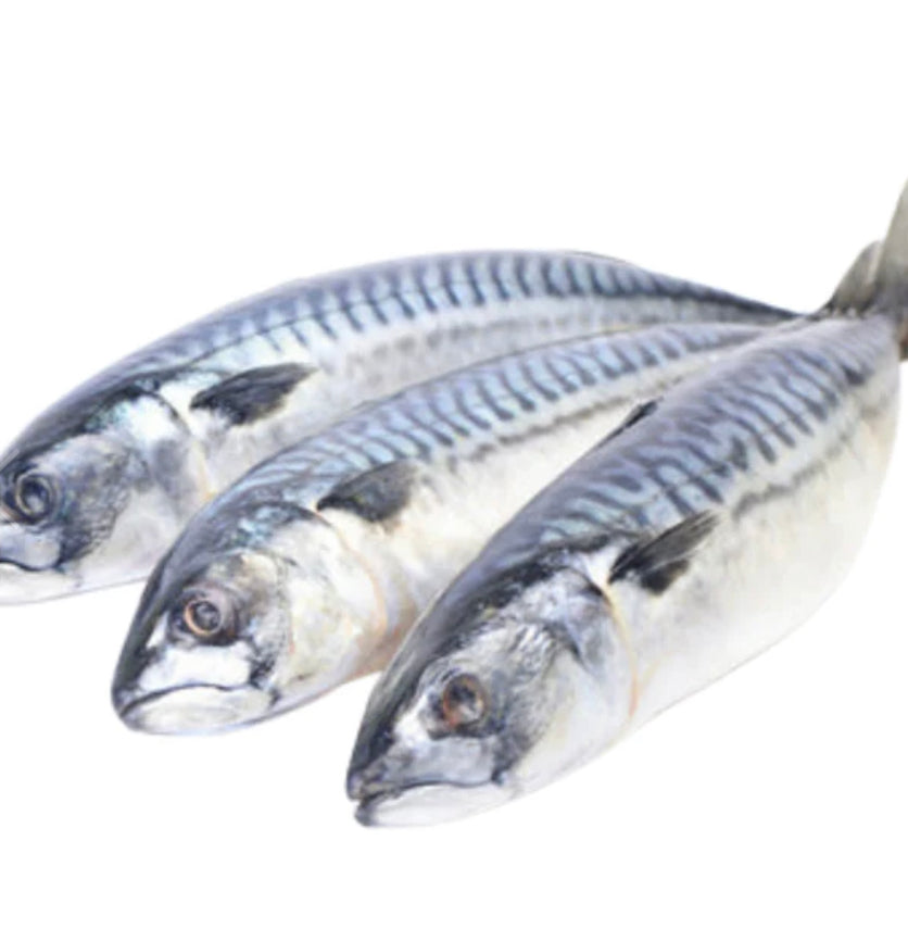 titus mackerel